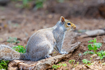 Cute grey and white squirrel waiting to be feed in Stockwood Park, England.