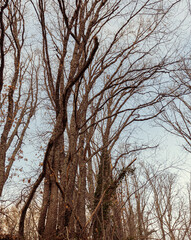 Very large brown leafless tree with cloudy sky background.
