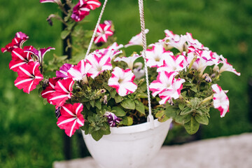 Baskets of hanging petunia flowers on balcony. Petunia flower in ornamental plant.