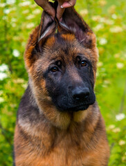 portrait of german shepherd puppy with ears outdoors