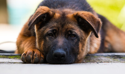 sad german shepherd puppy lying