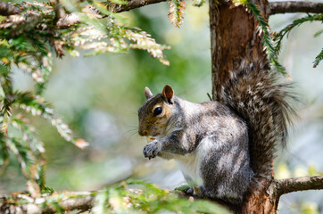 Grey and white furry squirrel little friend munching on an almond and other nuts in Stockwood Park, England, UK.
