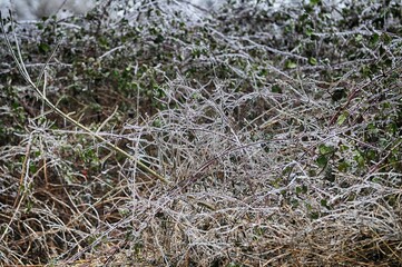 Le givre sur les branches à Barré Briec en Bretagne Finistère Cornouailles France	