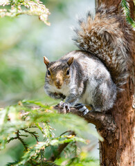 Little grey fluffy squirrel poser in the tree waiting for food.