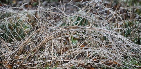 Le givre sur les branches à Barré Briec en Bretagne Finistère Cornouailles France	