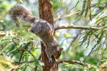 Little grey fluffy squirrel poser in the tree waiting for food.