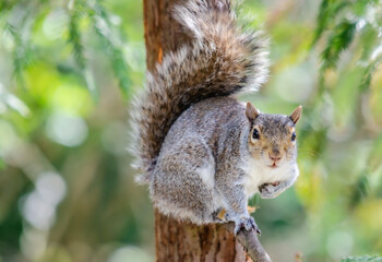 Little grey fluffy squirrel poser in the tree waiting for food.