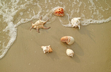 Various types of natural gorgeous seashells on the waves crashing sand beach