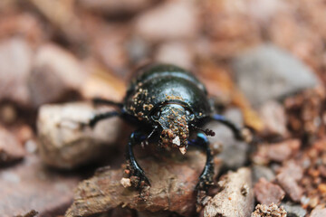 Little black beetle on the road