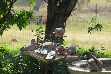 A closeup photograph of a flock of doves and finches eating wild bird seed from a spiked metal bird feeder in a garden with trees and green grass and plants in the background, in South Africa 