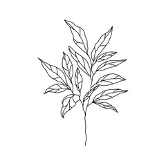 botanical floristic sketch contour branches with leaves. Vector isolated minimalistic branch on a background