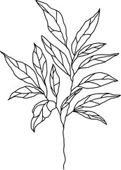 botanical floristic sketch contour branches with leaves. Vector isolated minimalistic branch on a background