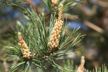 Flowering cones of Scots pine