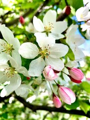 apple tree blossom, flowers, spring, may