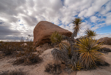 Joshua Tree National Park, CA, USA - December 30, 2012: Yucca cacti in front of boulder and dry shrub on sand under thick whie cloudscape with few blue patches.