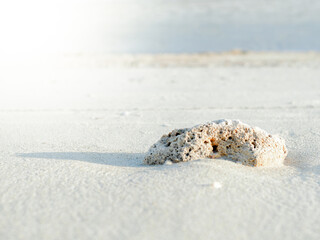 seashell on the beach