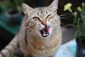 close up portrait of a cat