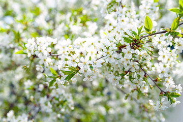 Flowering apple tree. Close-up blooming apple tree background, selective soft focus. Space for text. Template for postcards.