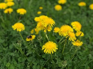 dandelions in the grass