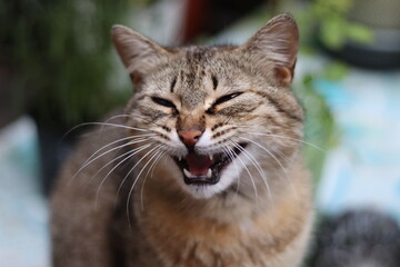 close up portrait of a cat