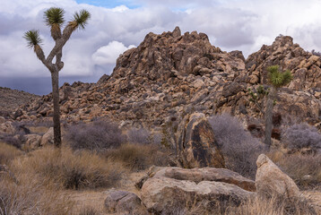 Joshua Tree National Park, CA, USA - December 30, 2012: Hill looks like stack of brown rocks under heavy cloudscape with namesake tree in front among dried shrub.