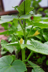 Young plant cucumber with yellow flowers. Green cucumber on a branch with yellow flowers.