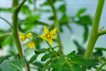 Tomato plant flower, the beauty of tomato flower.