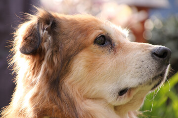 Portraitaufnahme von einem Mischlingshund aus Rumänien im Garten zur Frühlingszeit