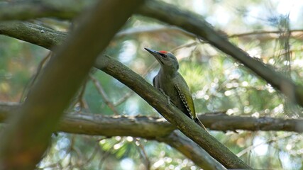 A wild gray-haired woodpecker with a red spot on its head sits on a tree branch close-up. Green woodpecker in the forest on a tree on a summer day.