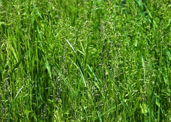 a close-up with blades of green grass