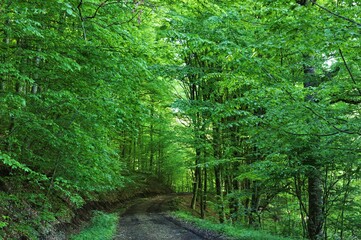 Obraz premium a dirt road in the woods