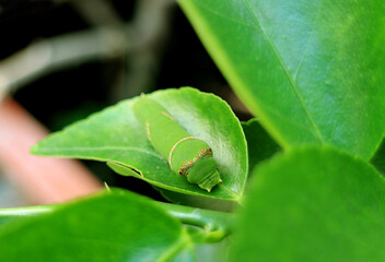 Vibrant Green Lime Swallowtail Caterpillar on a Lime Tree Leaf