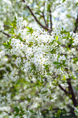 Obraz premium Flowering apple tree. Close-up of branch of blossoming apple tree background, selective soft focus. Space for text. Template for postcards.