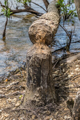 Beaver destruction on a tree closeup