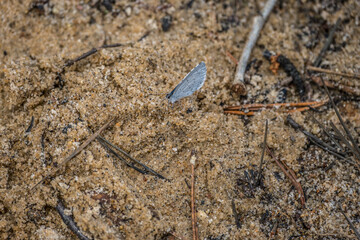 Small blue butterfly