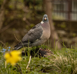 gołąb / pigeon