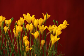 Flower- Zephyranthes Citrina beautiful background for seasons greetings. Beautiful background of yellow flower for seasons greetings