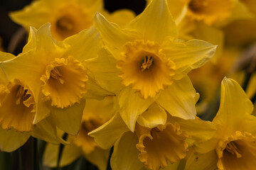 żonkile / daffodils