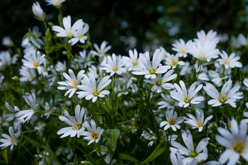 Białe kwiaty na polanie