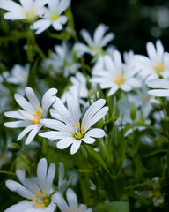 Białe kwiaty na polanie