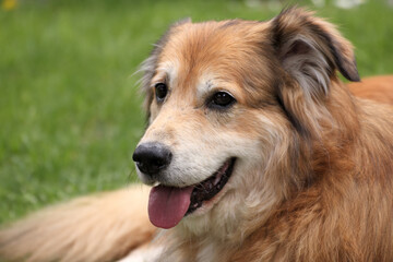 Fototapeta premium Portraitaufnahme von einem Mischlingshund aus Rumänien im Garten zur Frühlingszeit