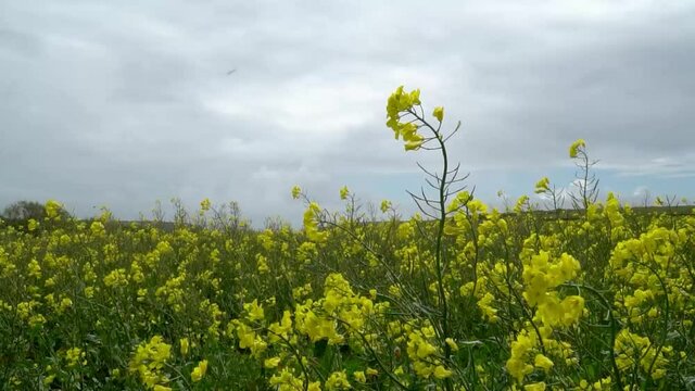 Brightly yellow colour Rapeseed flower moves in wind above all other flowers in the field. Natural setting and lighting in slow motion.