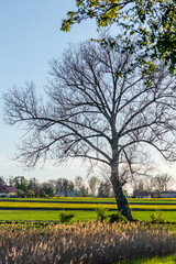 tree without leaves, in background green and yellow fields