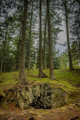 Fototapeta premium forest / las