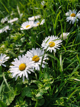 Daisy flowers growing in the grass.