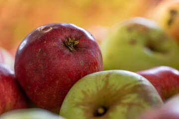 Some Ripe fall apples against glowing blurred background in season autumn