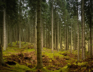 Obraz premium forest / las