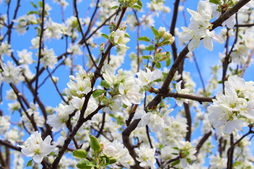 Beautiful white flowers on the branches of an apple tree. Flowering. Selective focus. Close-up. Background. Scenery. Texture.