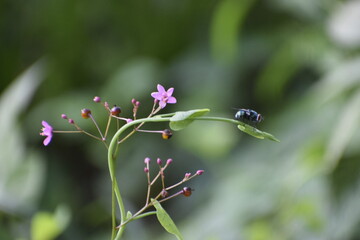 fly on a flower