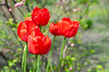 Red tulips. Red tulips on a background of garden plants, selective soft focus with bokeh elements. Copy space.